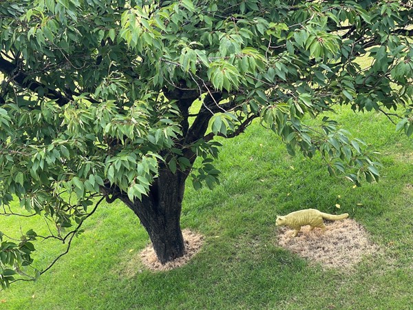 The elusive cat at Clynelish Distillery