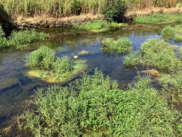 Plants in river