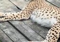Cheetah lying down