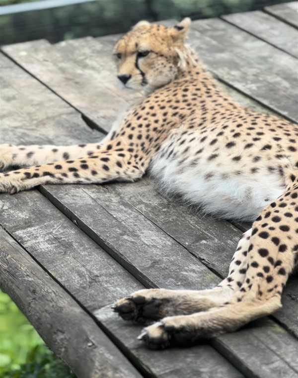 Cheetah lying down