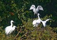 Egret party