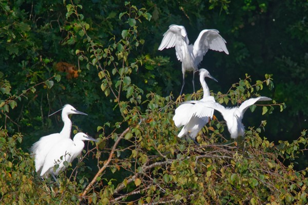 Egret party