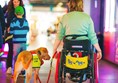 Picture of person and dog at The Grand Pier