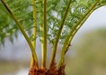 Interesting section on history of plants going back millions of years. This is one of them!