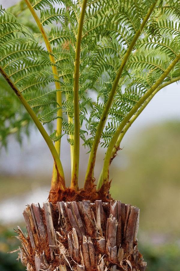 Interesting section on history of plants going back millions of years. This is one of them!