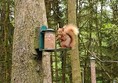 Picture of a red squirrel at a feeder