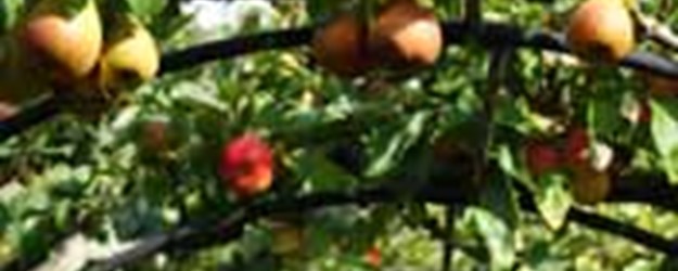 Pruning Fruit Trees article image