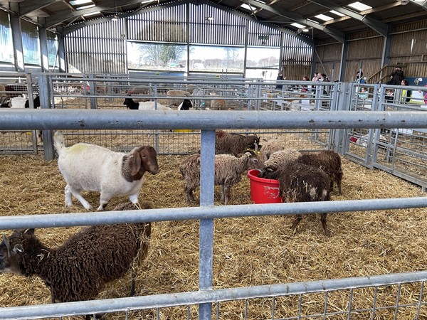 Image of goats