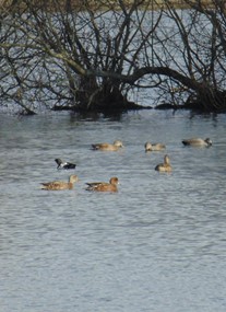 Blashford Lakes Nature Reserve