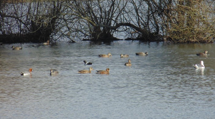 Blashford Lakes Nature Reserve