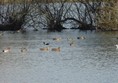 Picture of Blashford Lakes -shows the birds on the Ivy Lake on the south side of Ellingham Drove