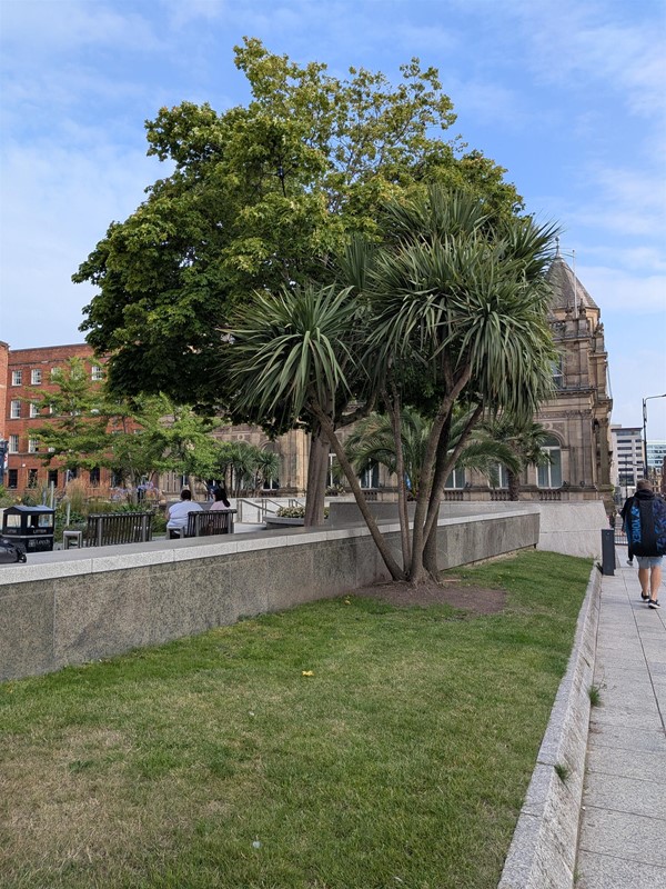 image of grass and trees