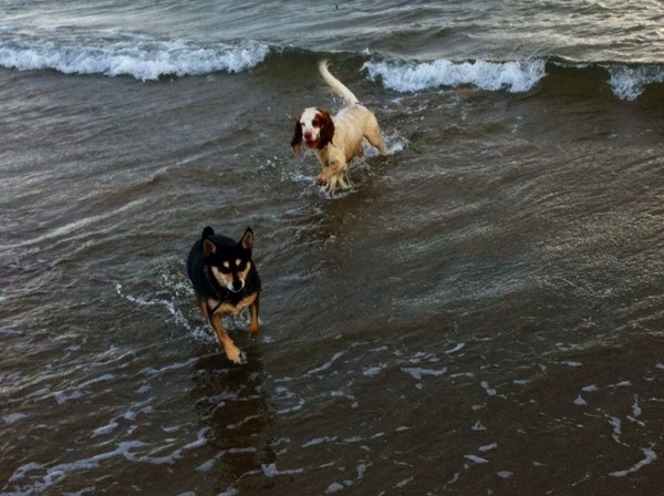 Picture of Homelands Trust Fife - Dogs in the water
