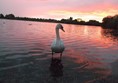 Attenborough Nature Reserve