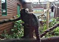 Picture of Monkey Haven - Monkey