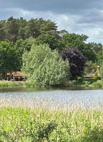 Frensham Little Pond