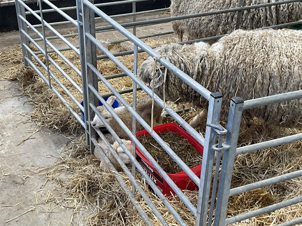 Image of sheep in pens