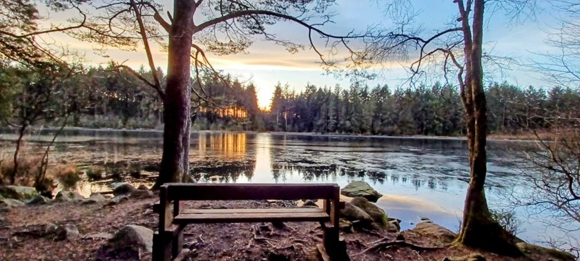 Dalbeattie Forest