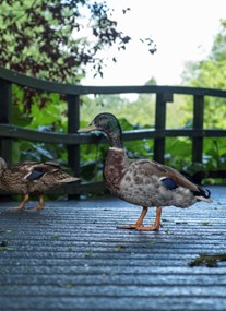 The Wolseley Centre