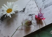 Drawing and painting plants and flowers