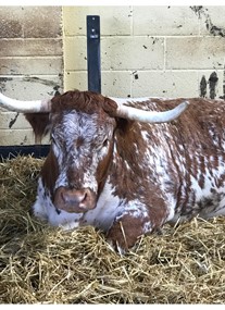 The Rare Breeds Centre