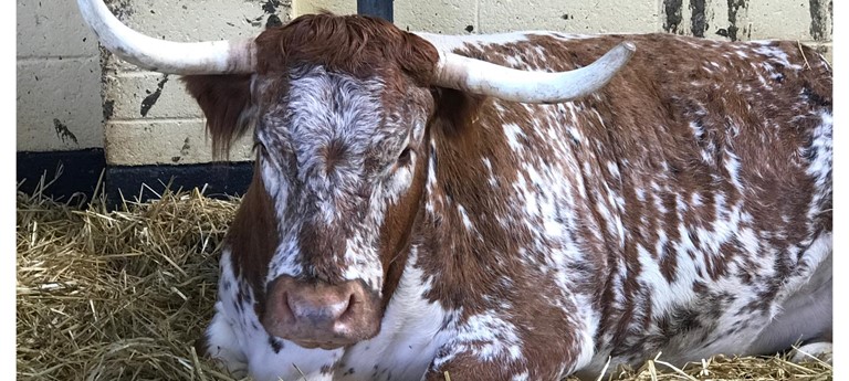 The Rare Breeds Centre