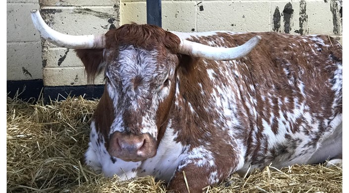 The Rare Breeds Centre