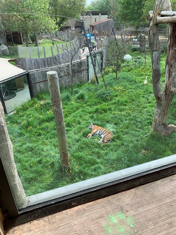 Picture of a sleeping tiger