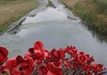 Picture of Yorkshire Sculpture Park - Poppies