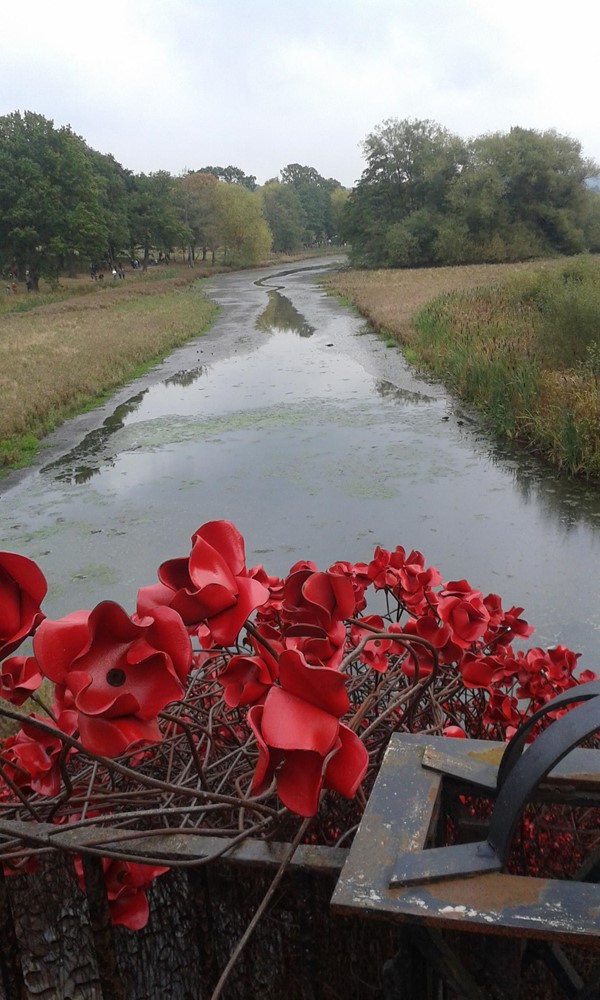 Picture of Yorkshire Sculpture Park - Poppies