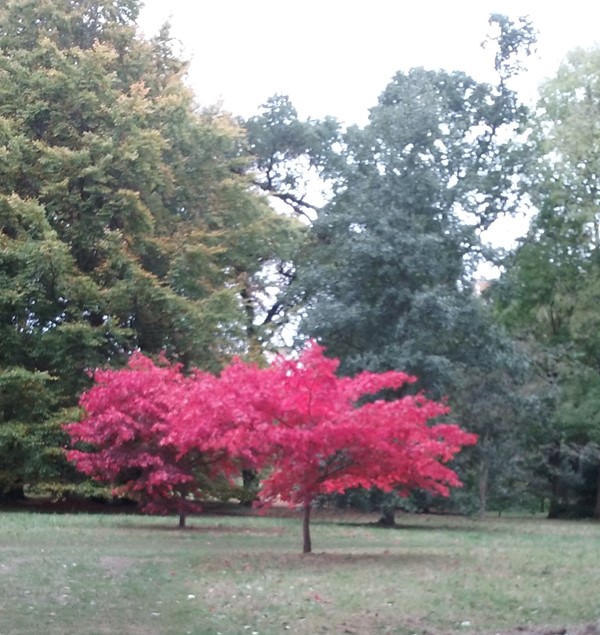 Acers at Thorp Perrow