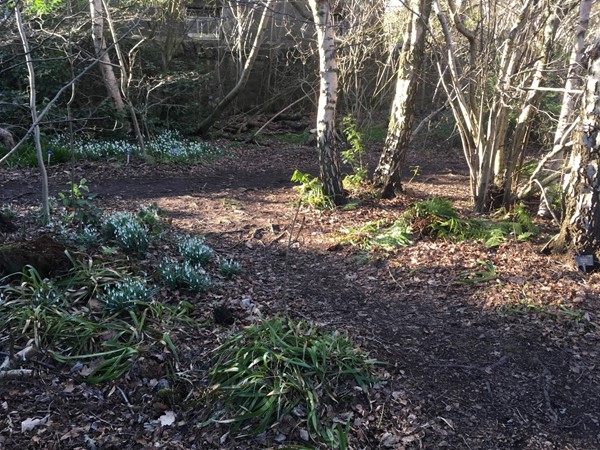 Spring bulbs bursting though the woodland undergrowth