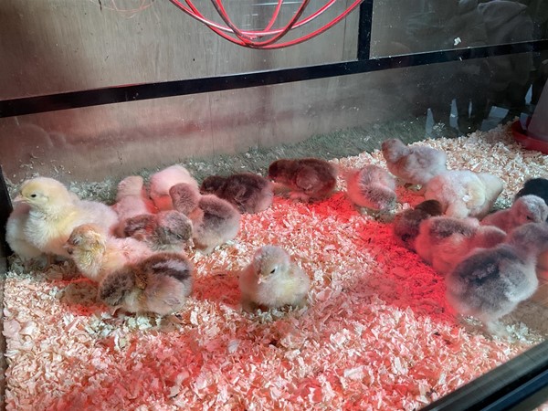 Image of chicks
