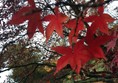 Picture of Westonbirt, The National Arboretum, Tetbury
