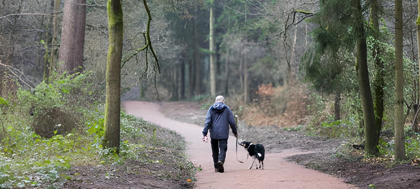 Dudmaston Estate Comer Woods