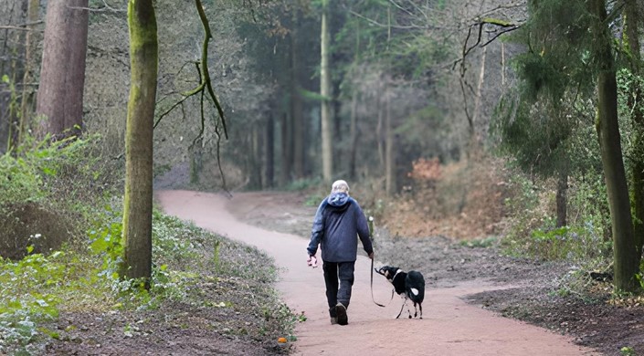 Dudmaston Estate Comer Woods