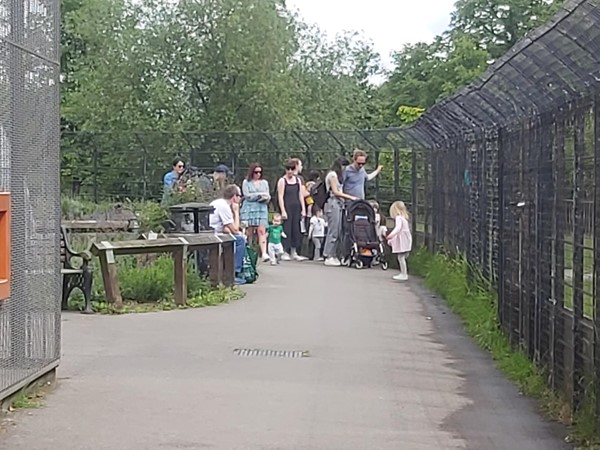 Pathway of deer enclosure