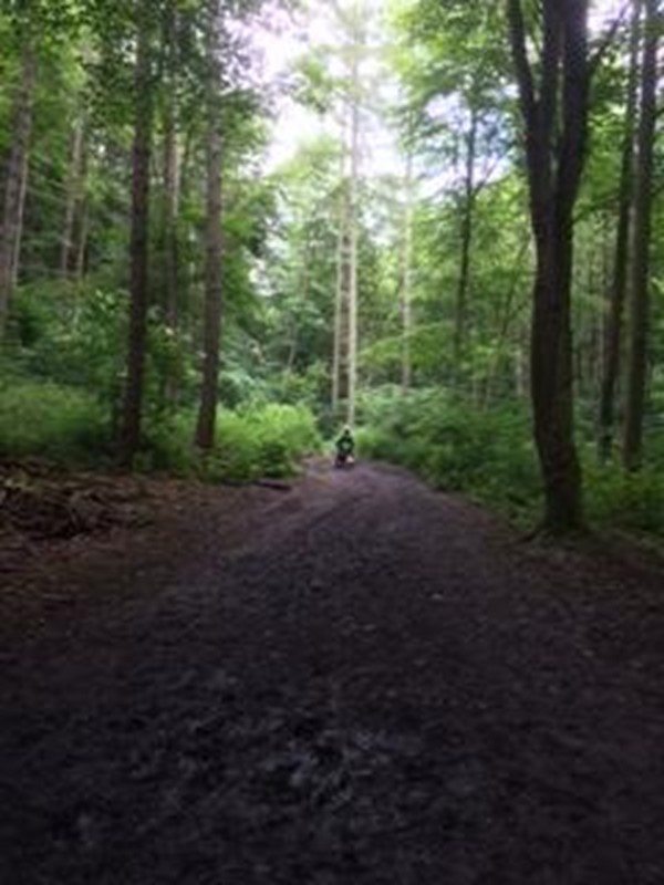 Picture of Flatts Wood Walk
