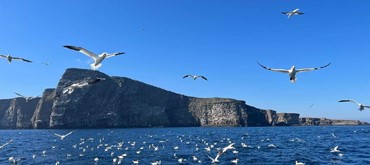 Seabirds-and-Seals - The Original Noss Boat Tours