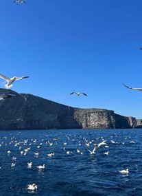 Seabirds-and-Seals - The Original Noss Boat Tours