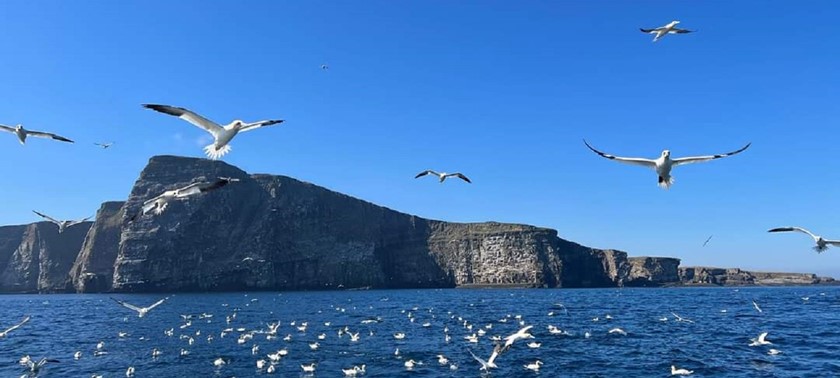 Seabirds-and-Seals - The Original Noss Boat Tours