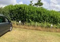 Hedge with a car parked in front of it