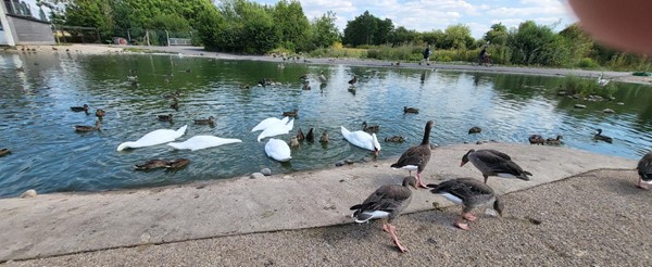 Swans and geese