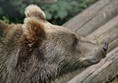 Picture of Alternative Wolf and Bear Park Black Forest, Freudenstadt