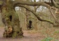 Oak trees in abundance!
