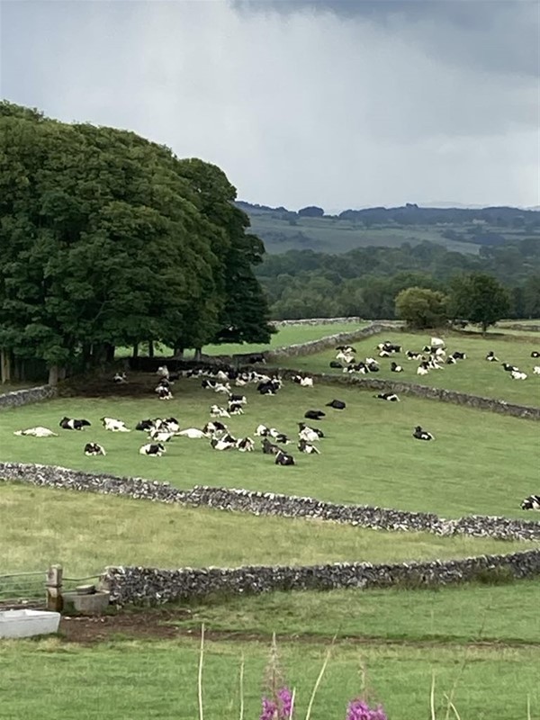 Image of cows in a field