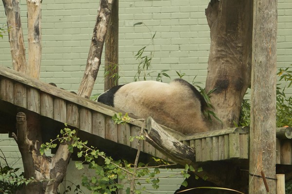 Picture of Edinburgh Zoo - Giant Panda