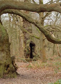 Sherwood Forest