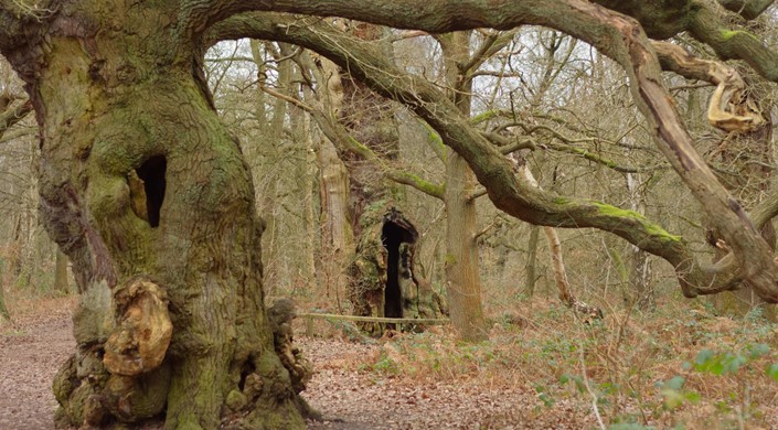 Sherwood Forest