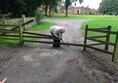 Capesthorne Hall - Fence